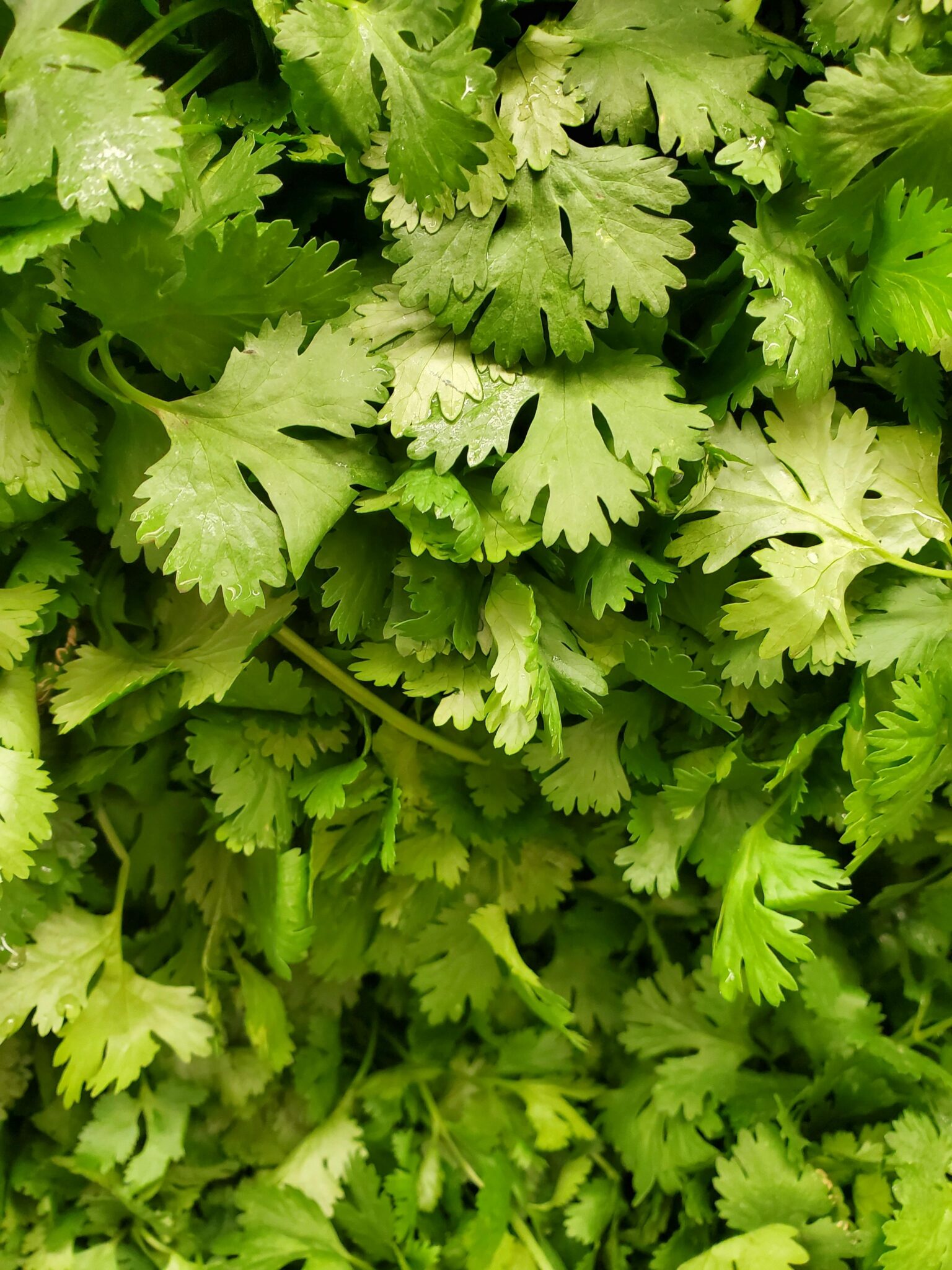 Close Up Shot of Cilantro