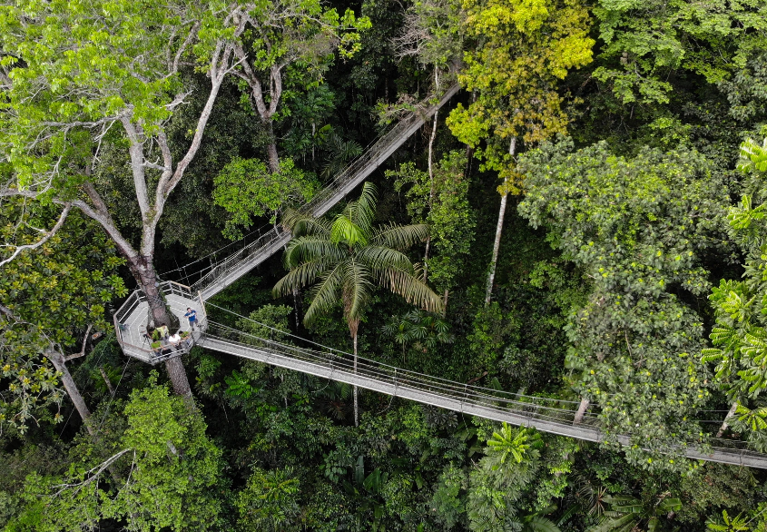 Iwokrama Canopy Walkway