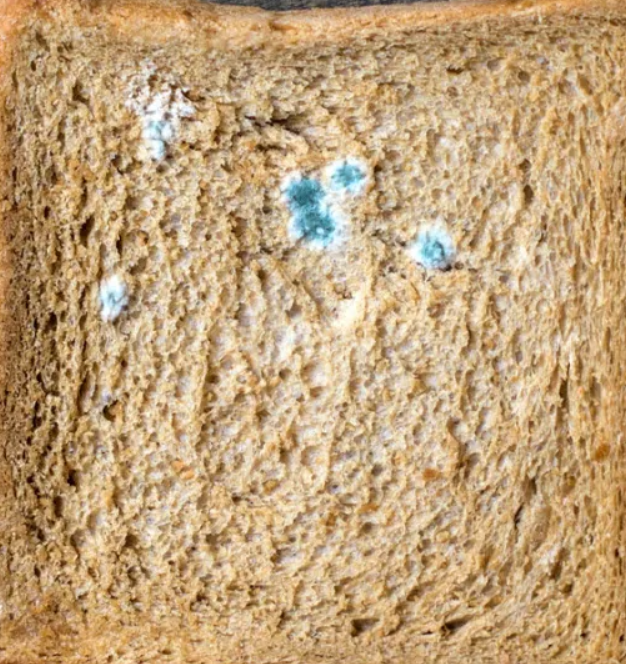 Mold on Bread