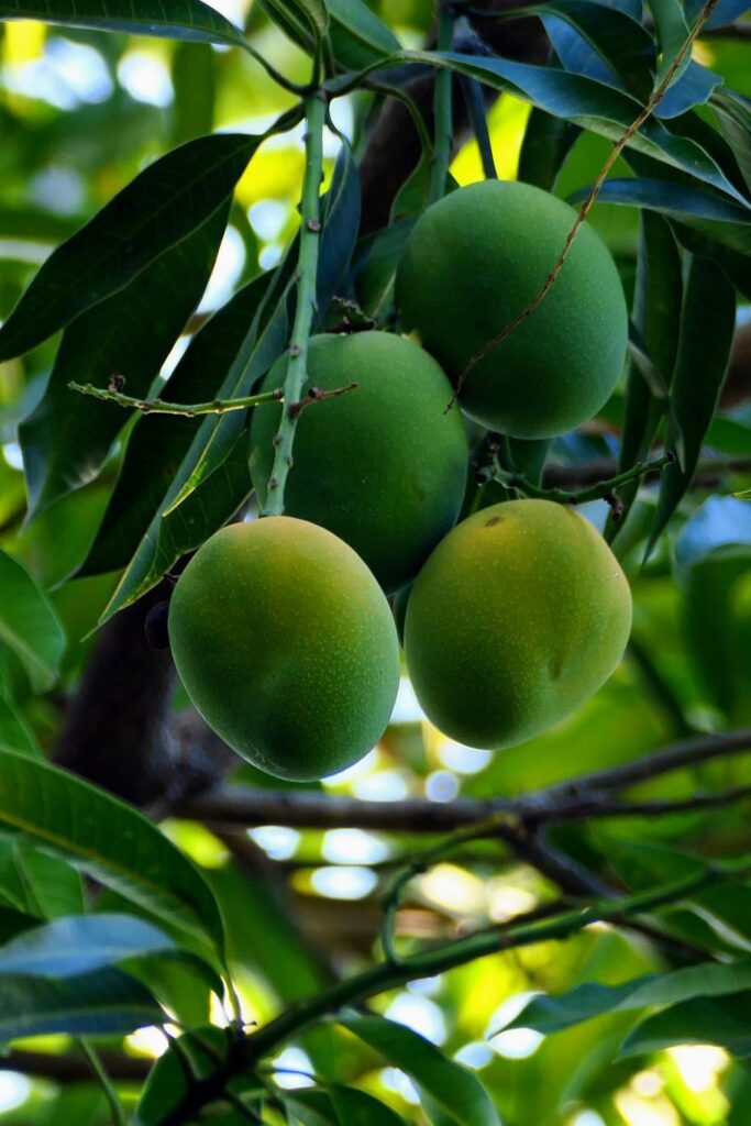 Green Mangoes on Tree