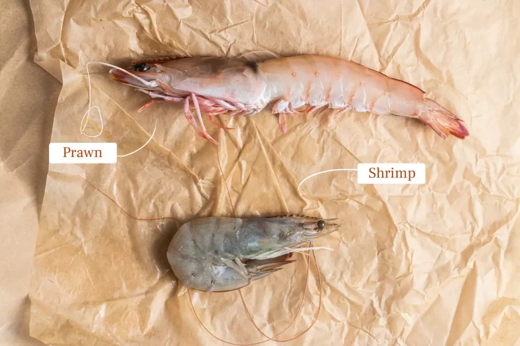 Shrimp VS Prawn