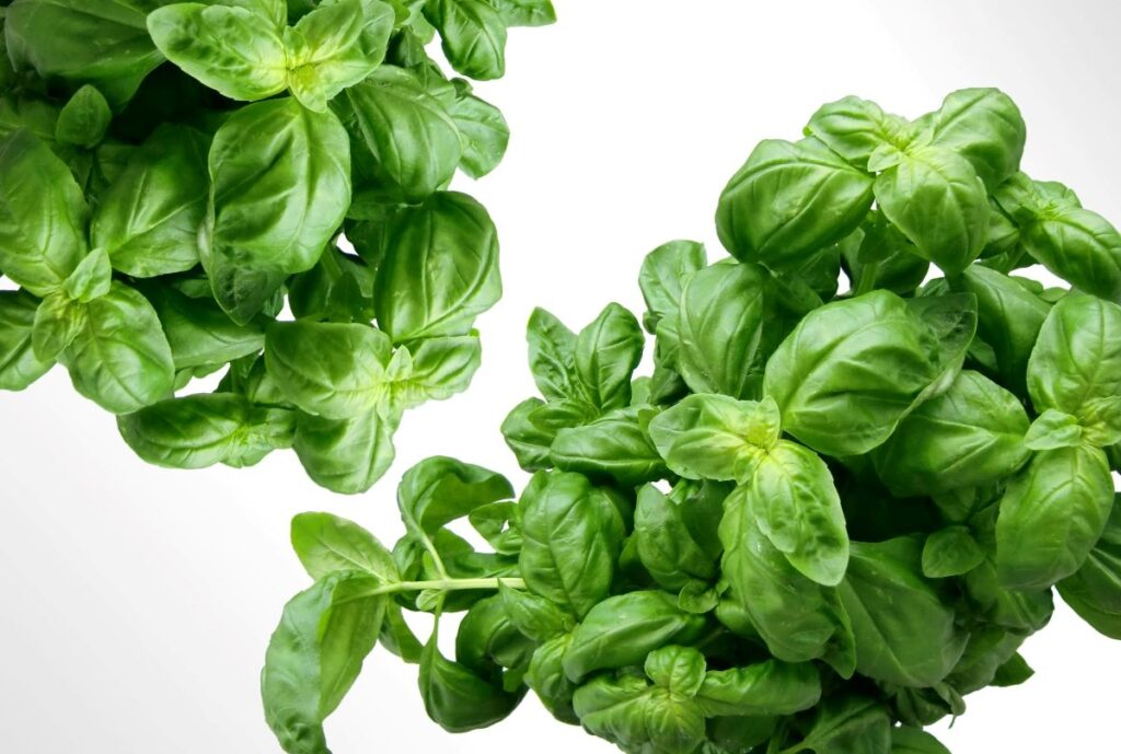 Basil - Green Leaf Plant
