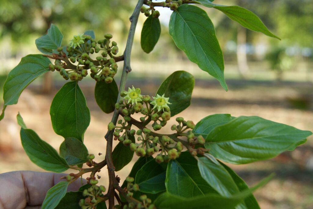 Colubrina arborescens