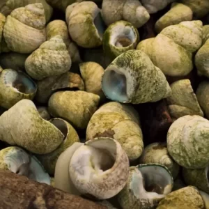 Mediterranean Snails