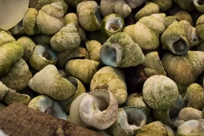 Mediterranean Snails