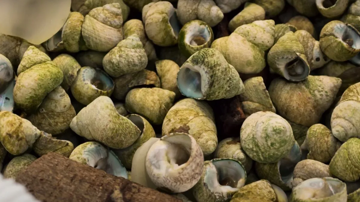 Mediterranean Snails
