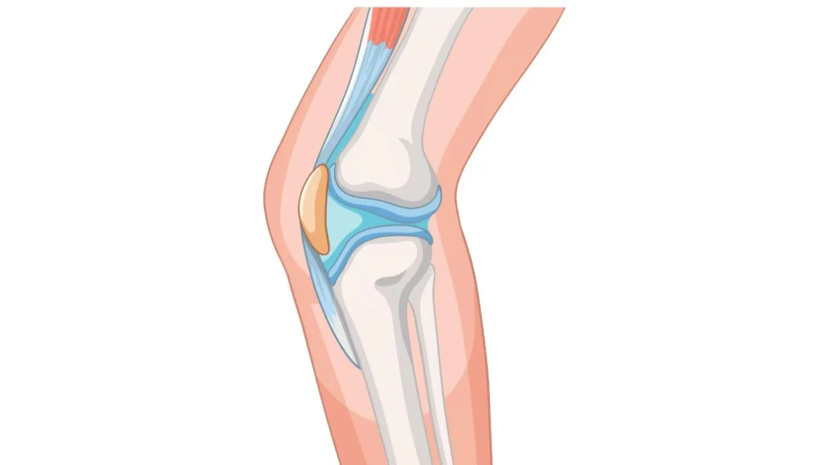 knee joint
